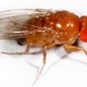 Drosophila suzukii