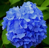 hortensias bien bleus