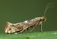 Acrolepiopsis assectella