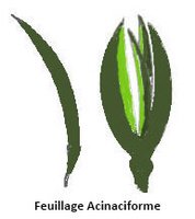 Acinaciforme