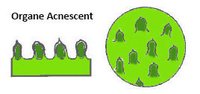 Acnescent