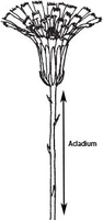 Acladium