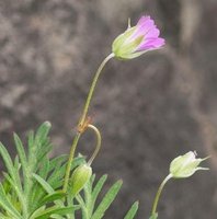 Biflore