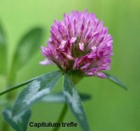 Capitulum