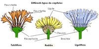 Capitule