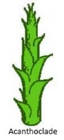 Acanthoclade