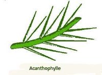 Acanthophylle