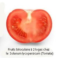 Biloculaire
