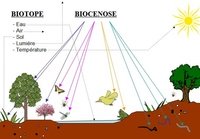 Biocénose