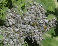 Brevicoryne brassicae