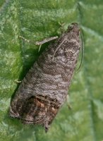 Cydia pomonella