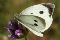 Pieris brassicae
