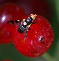 Rhagoletis cerasi