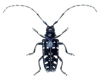 Anoplophora glabripennis