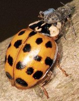 Harmonia axyridis