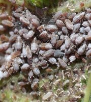Eriosoma lanigerum