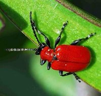 Lilioceris lilii