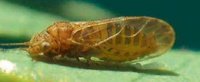 Acizzia jamatonica
