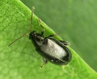 Phyllotreta spp.