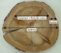 xyleme