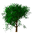 arbre 04