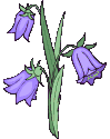 fleur 9