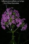 inflorescence axillaire Phlox paniculata