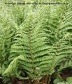 bipenne Dryopteris filis mas