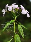 cardamine a bulbilles