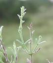 Verbena canescens canescent