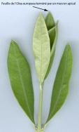 olea europea