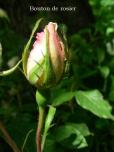 bouton rosier