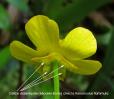 calice Ranunculus flammula