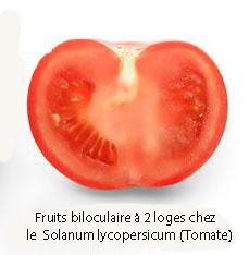 biloculaire tomate