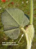 Trifolium incarnatum