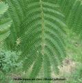 bipenne Albizia julibrissin