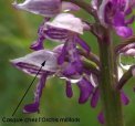 casque orchis militaris