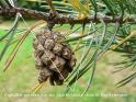 brachybaste pinus sylvestris