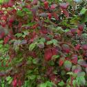 cornus sanguinea