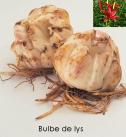 bulbe lys