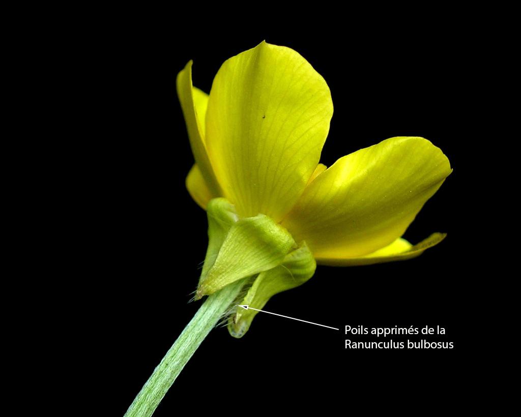 ranunculus bulbosus