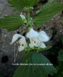 corolle bilabiee lamium albumalbum