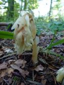 saprophyte