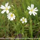 bifide Stellaria holostea