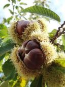 castanea