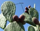 article opuntia ficus indica