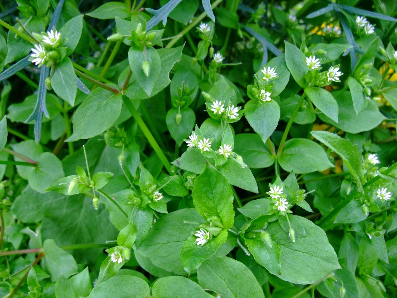 Stellaria Media
