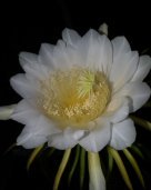 hylocereus