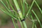 article equisetum palustre