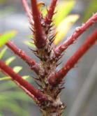 zanthoxylum heterophyllum antrorse